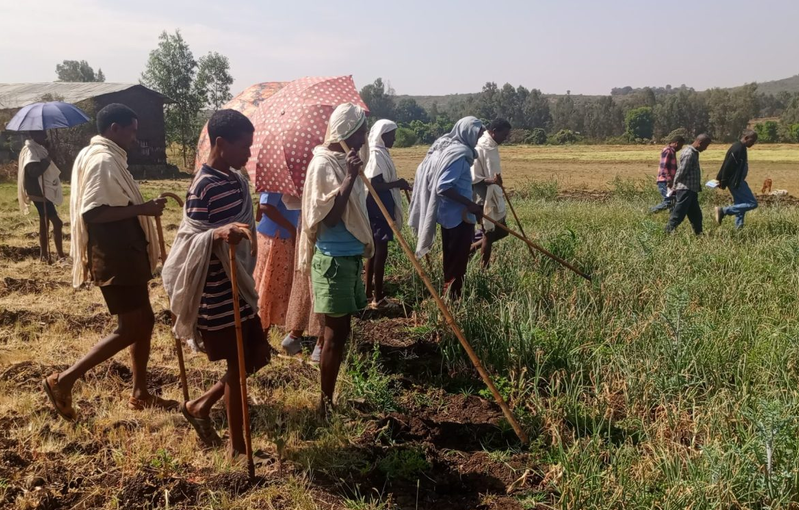 Ethiopian farmers at a Farmers’ Field Day at Kuhar-Abo where farmers could see for themselves how our no pesticide approach to growing onions and grass pea is working.