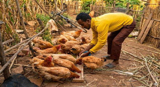 From Hopelessness to Hope: A Young Man’s Journey into Poultry Production